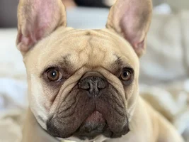 Hi Frenchie Fam!
