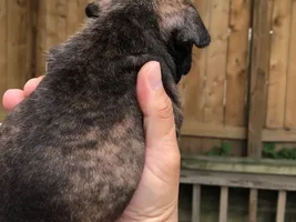 Thought on this French Bulldog Puppy