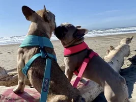 Sightseeing Frenchies