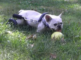 ~Lacy~French Bulldog Available for Adoption in Virginia