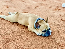 ~ENTER HERE~ August Frenchie of the Month "LAZY FRENCHIES"
