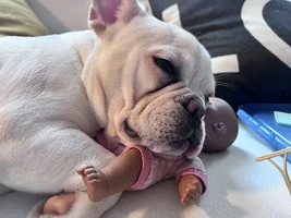 New owner frenchie or mix