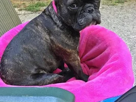 ~ENTER HERE~ September Frenchie of the Month - FRENCHIE-TUDE