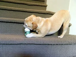 Rocco & His Prize
