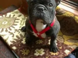 ~Bubba~French Bulldog Available for Adoption in Nebraska
