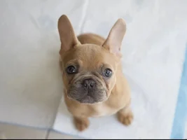 Truffles :)