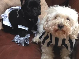 Halloween Costumes 2014
