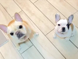Do your Frenchies sleep together?