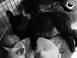 Two puppies at once? Advice please!