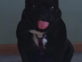 Frenchie Poll:  Does your Frenchie stick its tongue out?