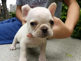 Advice on a potential frenchie!
