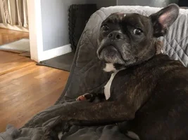 ~Cannoli~French Bulldog Available for Adoption in Georgia