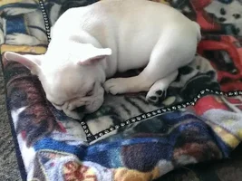 ENTER HERE ~ November Frenchie of the Month ~ Turkey Leg Contest