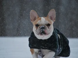 Finally! Snow in Va.