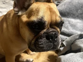 4yr old - unknown recent illness