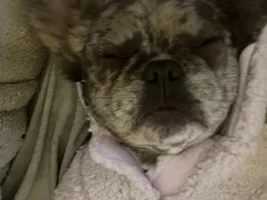 New French bulldog owner