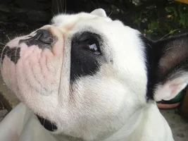 August Frenchie of the Month .... 4 Paw Members Please VOTE!