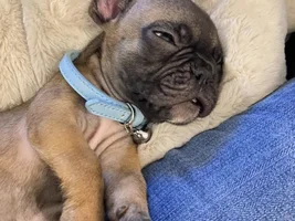 10 week old puppy with thin/coarse, patchy coat