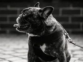 ~Boulet~French Bulldog Available for Adoption in New York