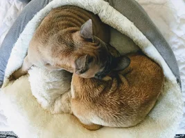 Lovebirds! Let's See Those Frenchie "Couples"