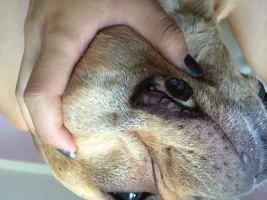Help! Napoleon's lips are blistering like crazy!
