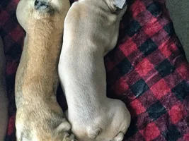 Lovebirds! Let's See Those Frenchie "Couples"