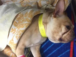 Back Leg Issue