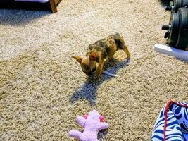 New Frenchie Mom