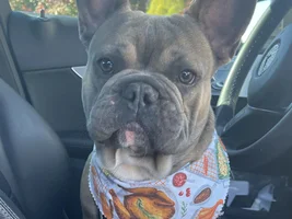 ~ENTER HERE~ Annual Frenchie of the Month "Turkey Leg" contest