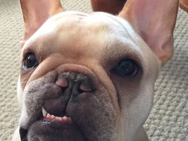 ~ENTER HERE~ September Frenchie of the Month ~FRENCHIE-TUDE~