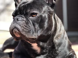 ~ENTER HERE~ March 2019 Frenchie of the Month:  FRENCHIE FACES