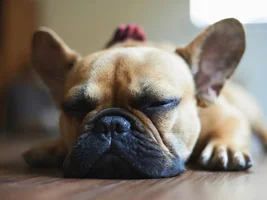 4 PAW MEMBERS!!!  Please VOTE for your favorite Sleepy Frenchies!