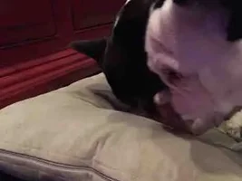 2015 Secret Santa Paws Sharing Thread