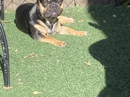 New French bulldog puppy mom
