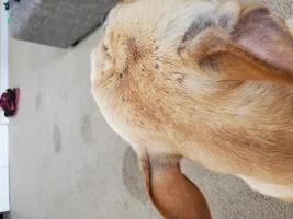 Bully bumps / hives