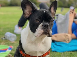 Does my French Bulldog look like a mixed breed?