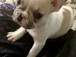 New Frenchie Mom