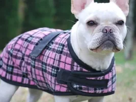 French Bulldog sized coats and fleece snugglers