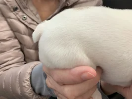 Trying to decide about a puppy