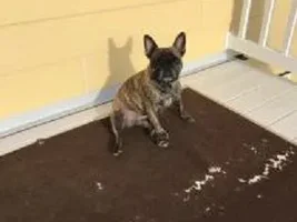 4 PAW MEMBERS!!!  Please vote for your favorite Happy Frenchies!
