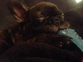Sleeping Snoring Snoozing Frenchies Contest ~ENTER HERE~