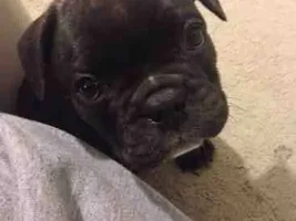 Bruno is finally home