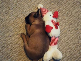 VOTE HERE!!!!  December Frenchie of the Month!