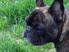 August 2013 Frenchie of the Month Contest! ~ENTER HERE~