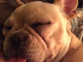 November Frenchie of the Month Contest ~ENTER HERE~
