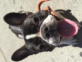 Harley