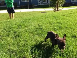 Getting the smaller pups in the litter. Will they catch up?