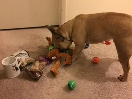 2015 Secret Santa Paws Sharing Thread