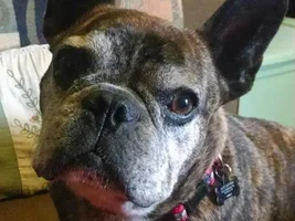 New to the forum and to owning a frenchie!