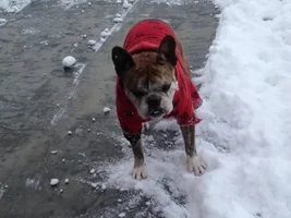 Buster Loves To Help Shovel Snow!